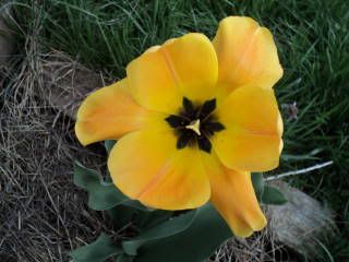 DSC00007.jpg