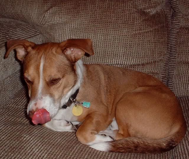 good-dog-henry3.jpg