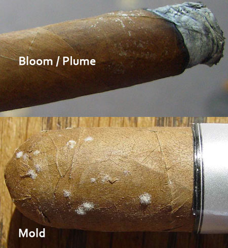 plume-mold.jpg
