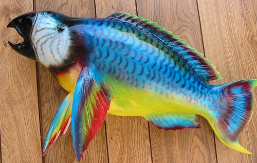 parrotfishu.jpg