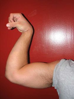 250px-Biceps_887.jpg